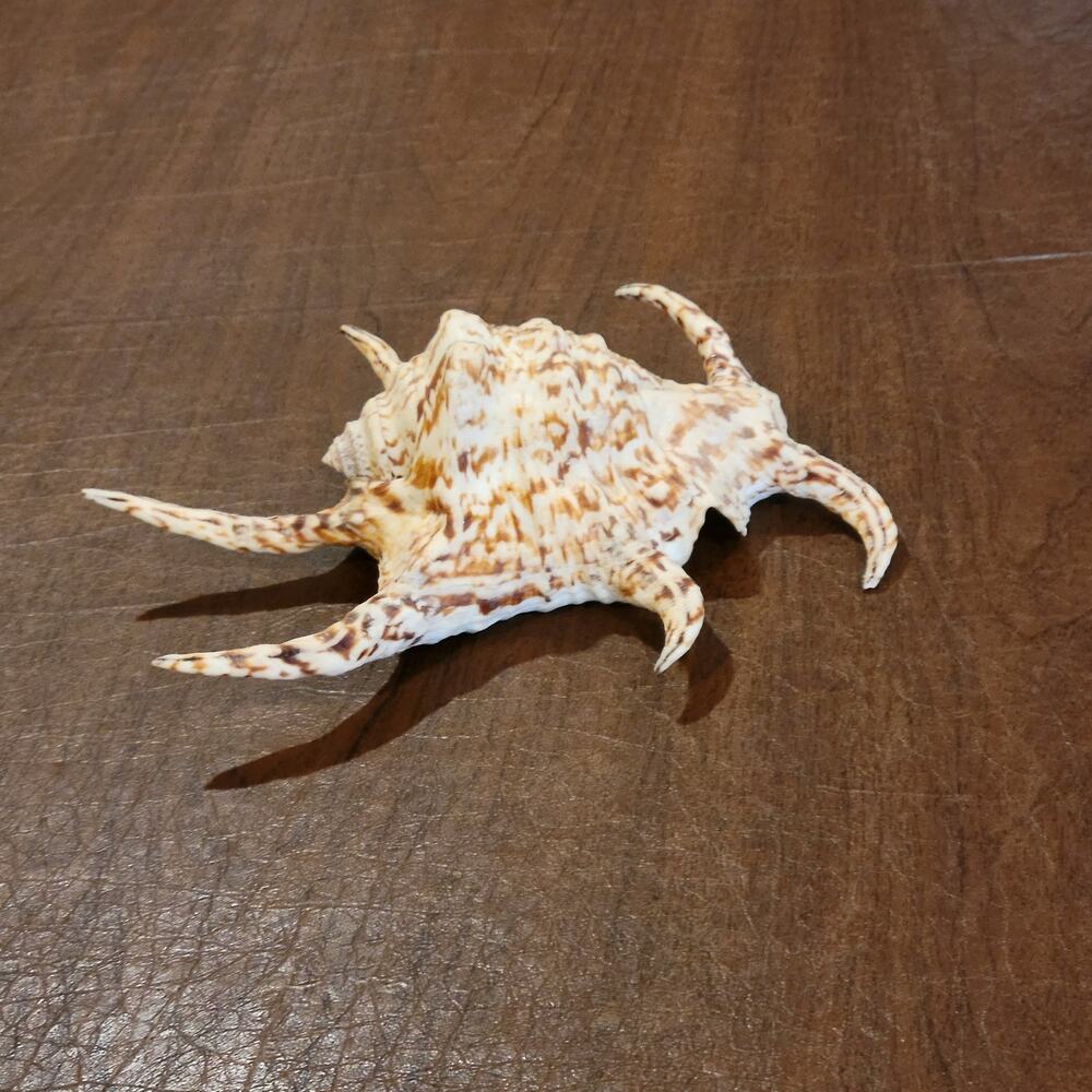 Vintage Chiragra Spider Conch Shell 8.5" Natural Seashell Sea Shell Ocean Decor